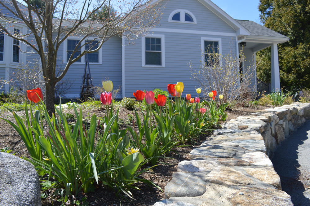 House with Tulips